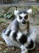 Lemur_Kata[1].jpg